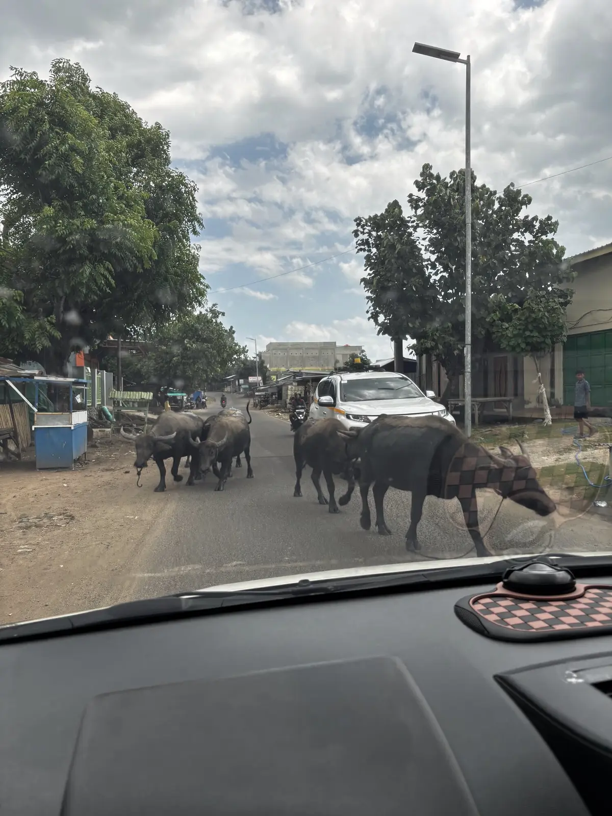 Herd of water buffalo crossing the road on the drive from Bima airport to Lakey Peak, viewed through the car windshield