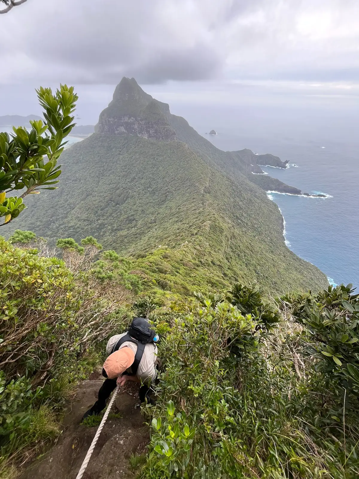 Galapagos sharks swimming in clear water at Lord Howe Island