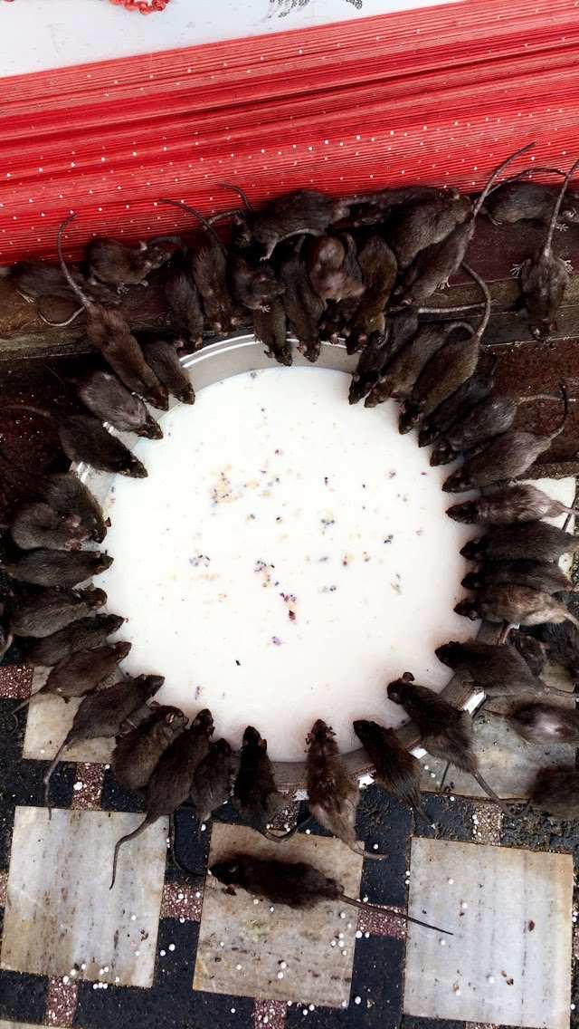 Rats drinking milk from a metal bowl at Karni Mata Temple in Bikaner