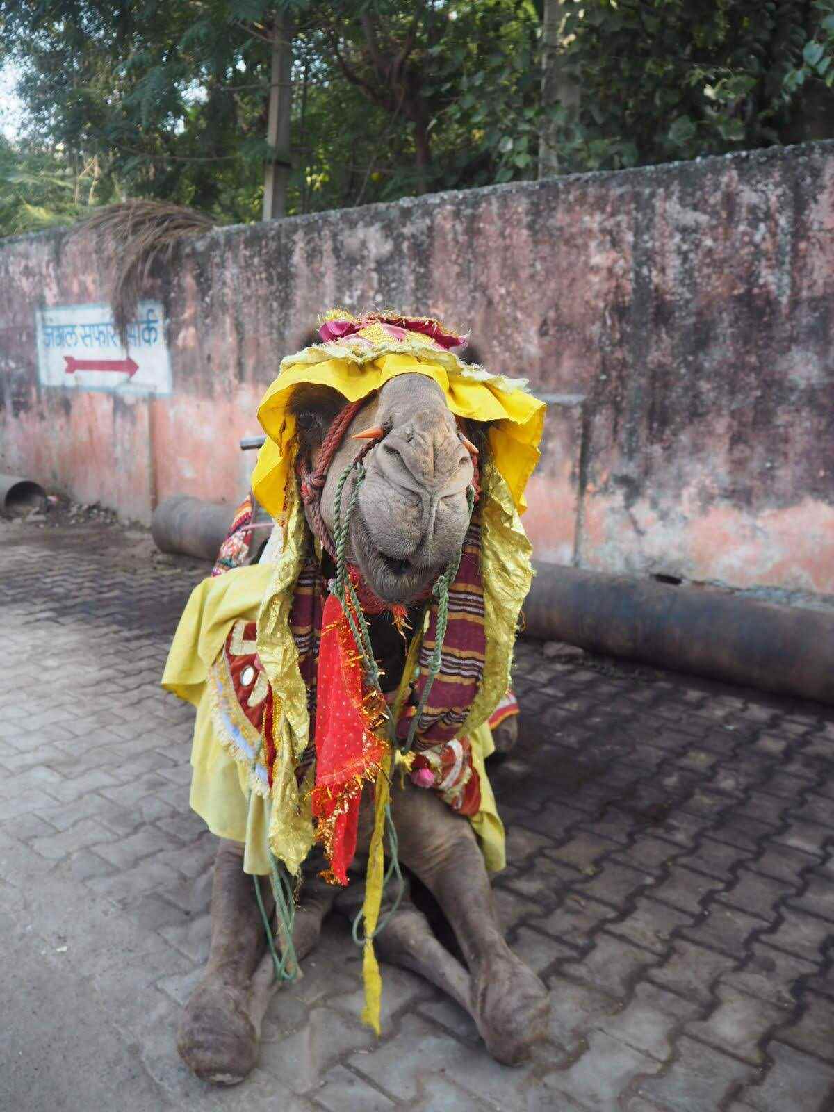 Camel decorated in gold and yellow fabrics sitting on a cobblestone street in Rajasthan