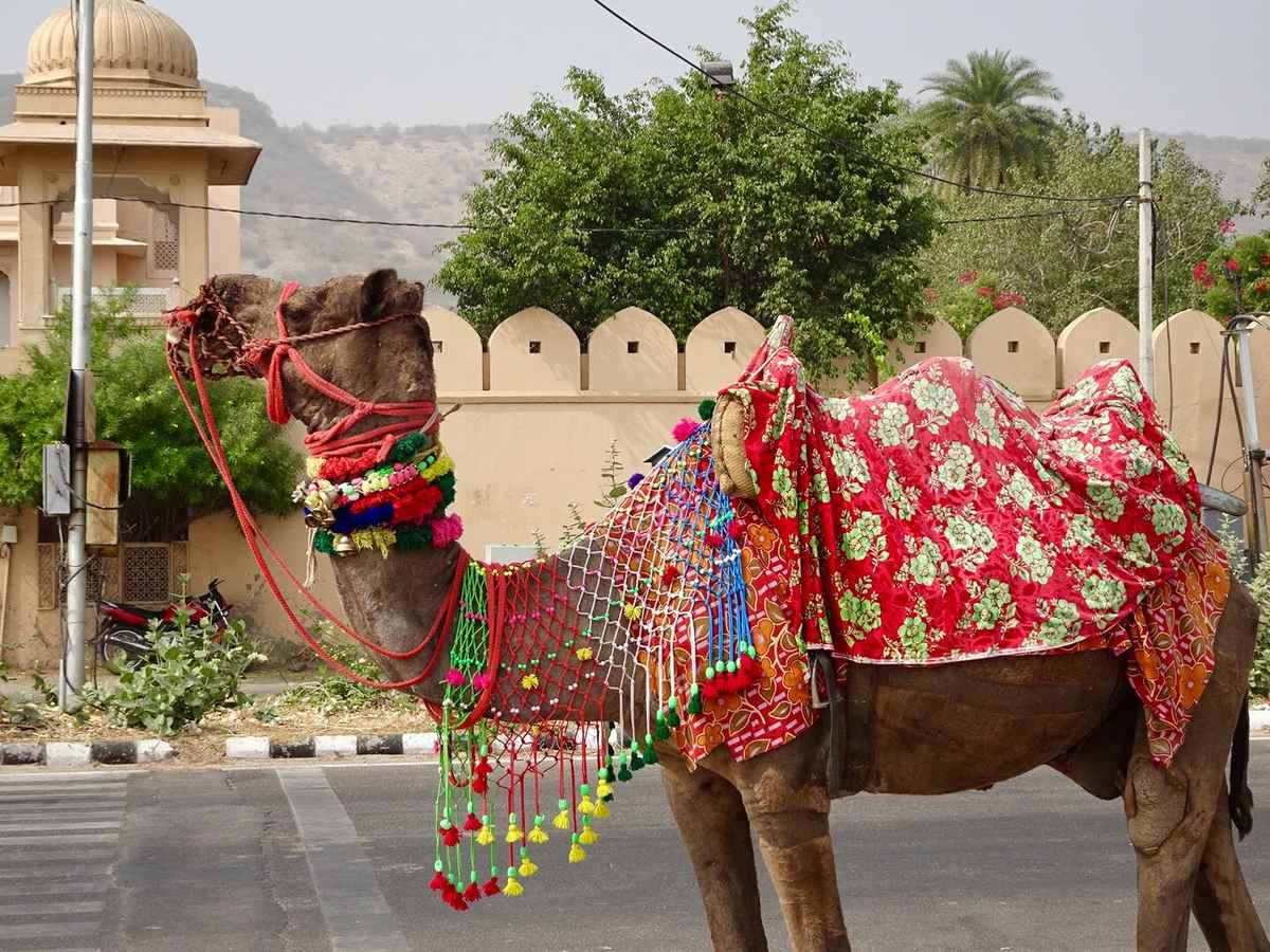 Decorated camel draped in a red floral blanket with colorful tassels on a Rajasthan street