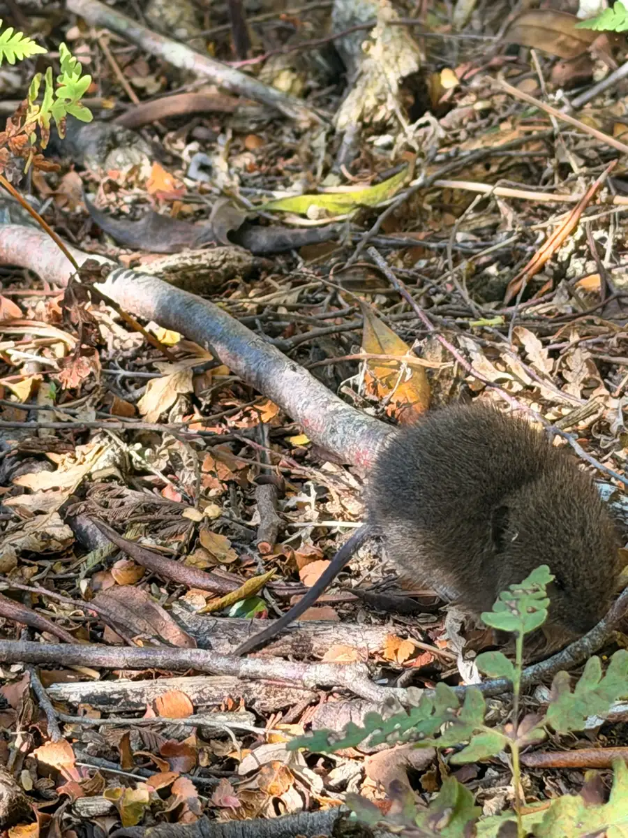 Small native Tasmanian rodent on the forest floor among leaf litter and fallen twigs