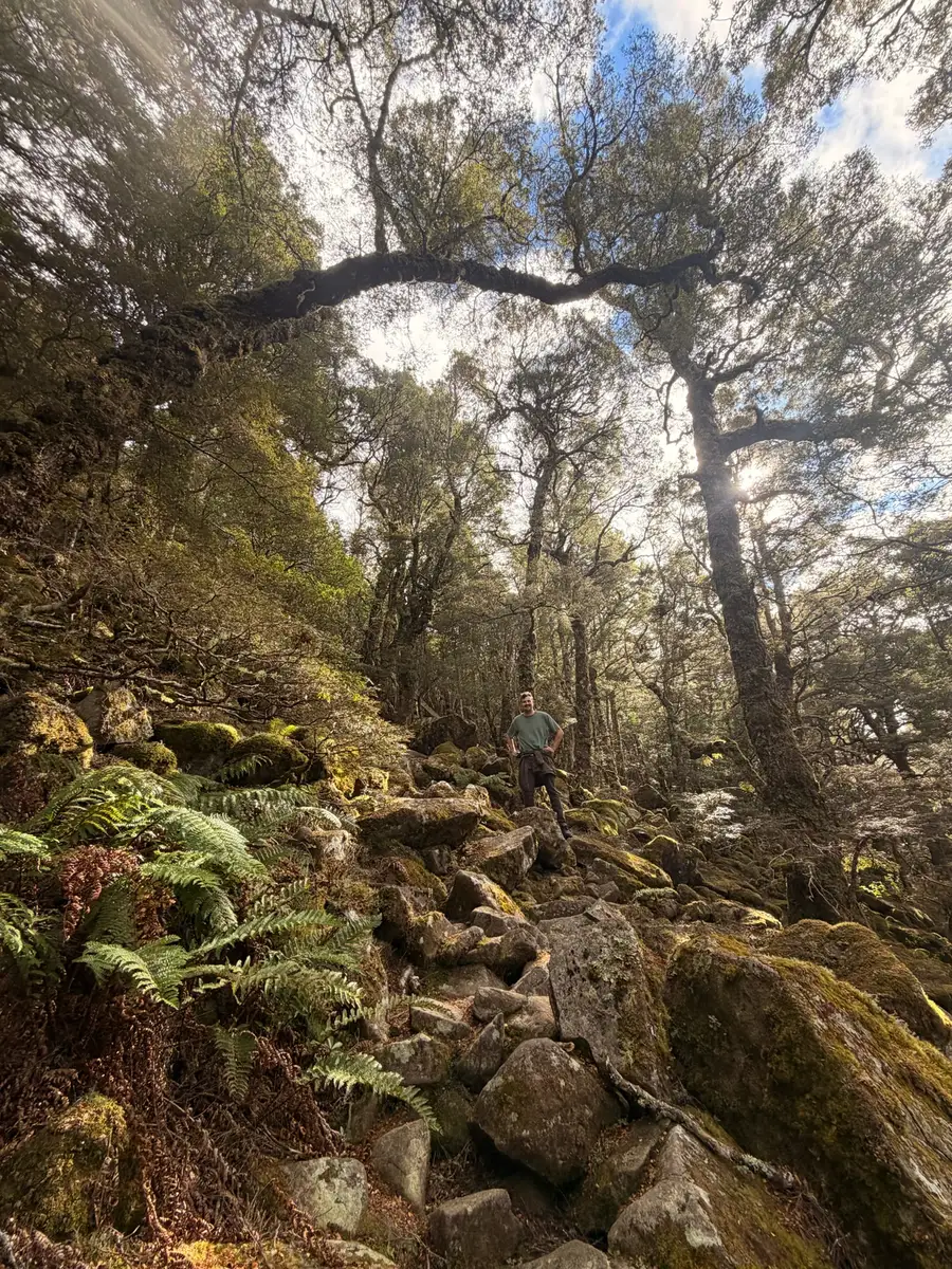Rocky trail climbing through moss-draped forest with large boulders and ferns on the mid-section of Quamby Bluff