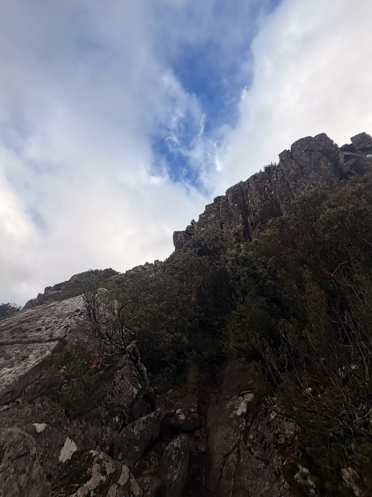 Looking up at imposing dolerite column cliffs near the summit of Quamby Bluff with scrubby vegetation clinging to the rock face