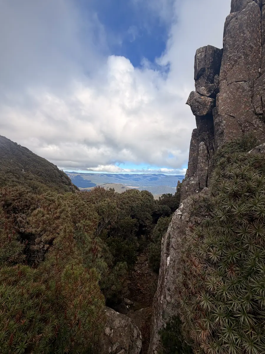 Dolerite rock columns with pandani cushion plants in foreground and a sweeping valley panorama below from Quamby Bluff