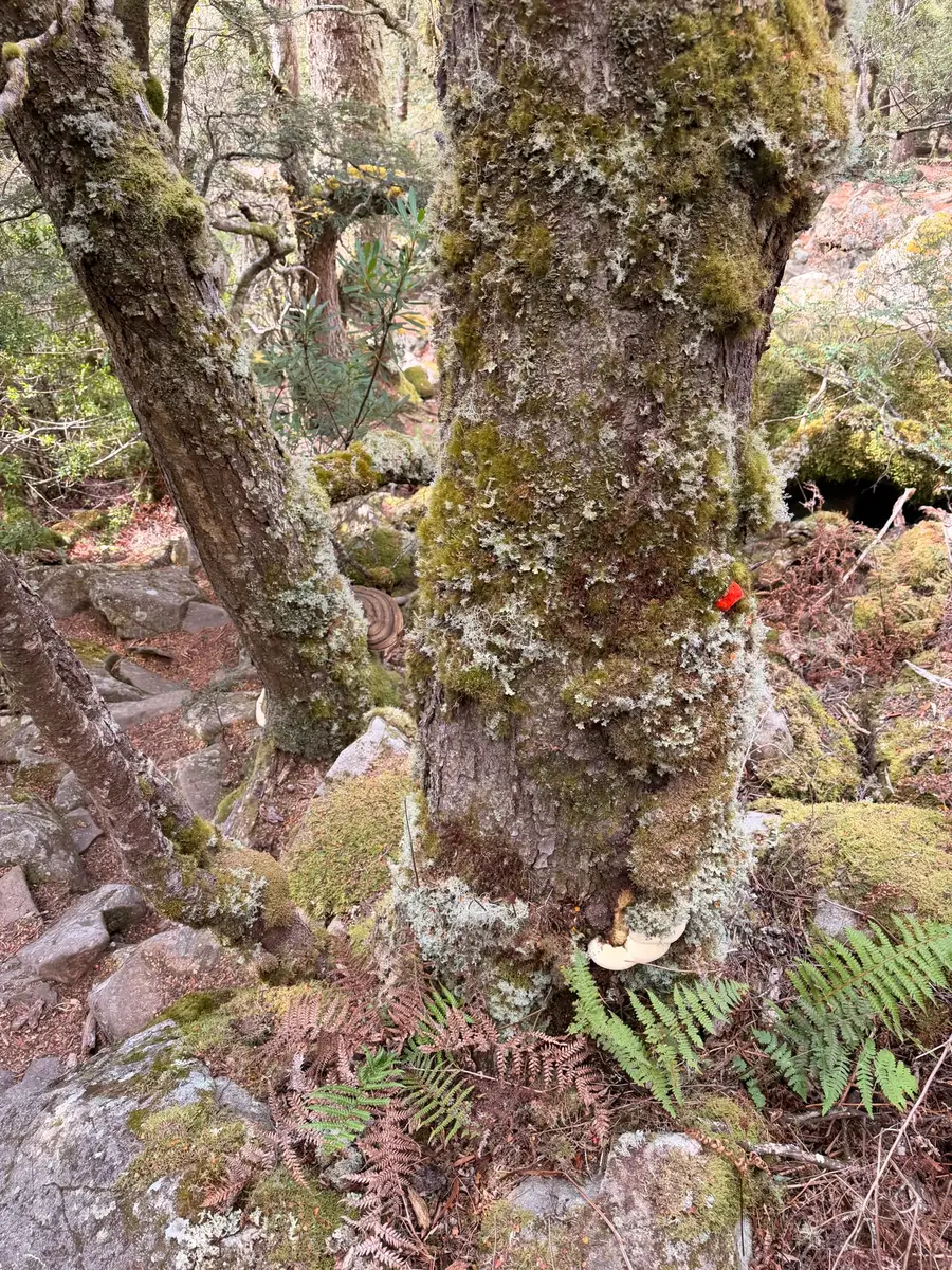 Ancient moss and lichen-covered tree trunk with small red trail marker beside a dirt forest path