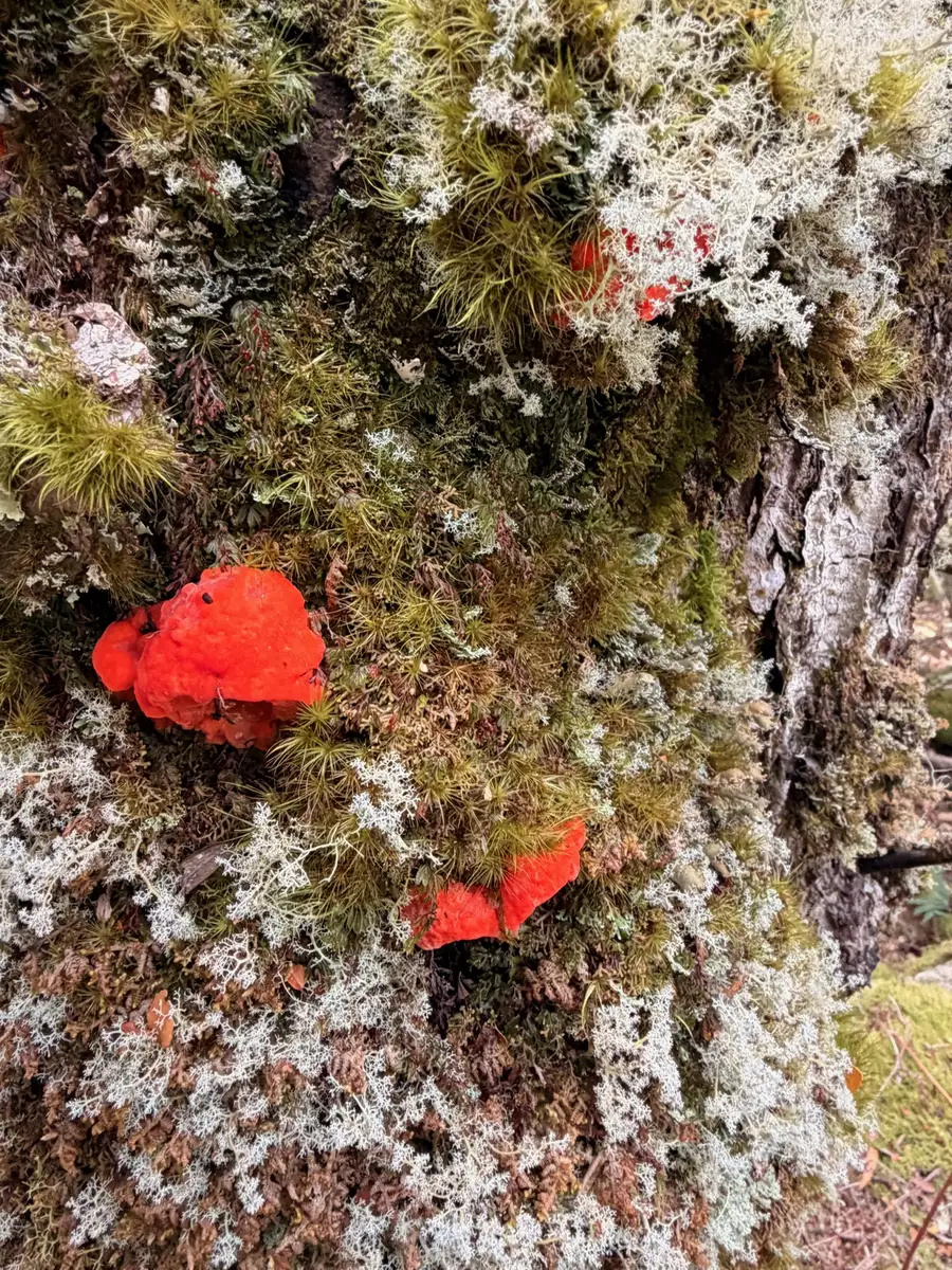 Vivid red fungi growing on a mossy lichen-covered tree trunk in the Quamby Bluff rainforest