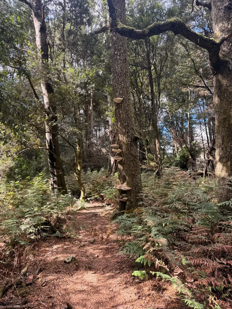 Sunlit forest trail winding through tall moss-covered trees with ferns lining the path on the lower section of Quamby Bluff